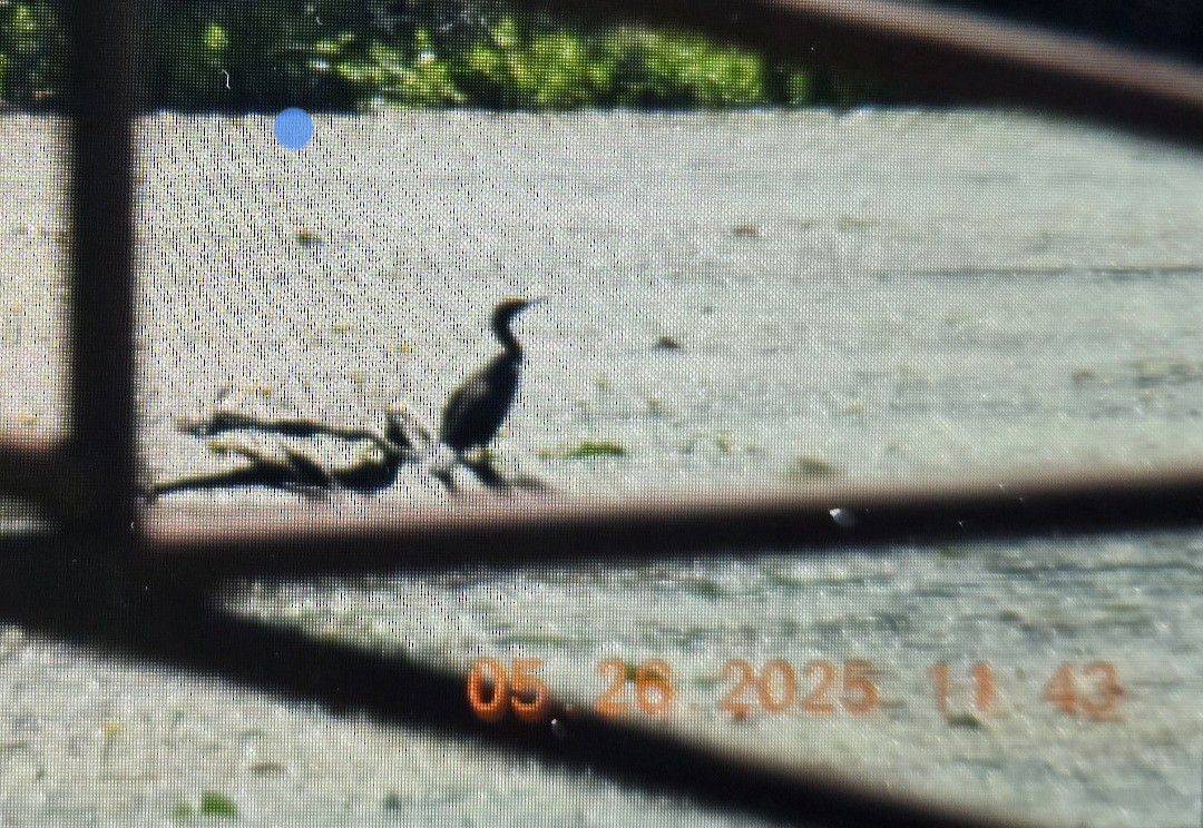 Double-crested Cormorant - ML636662594