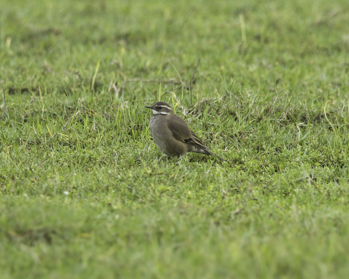 Buff-winged Cinclodes - ML636662626