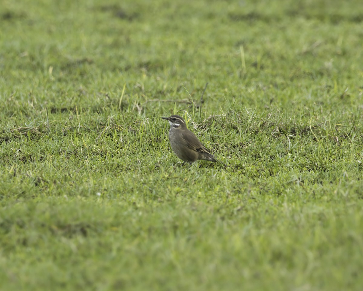 Buff-winged Cinclodes - ML636662627