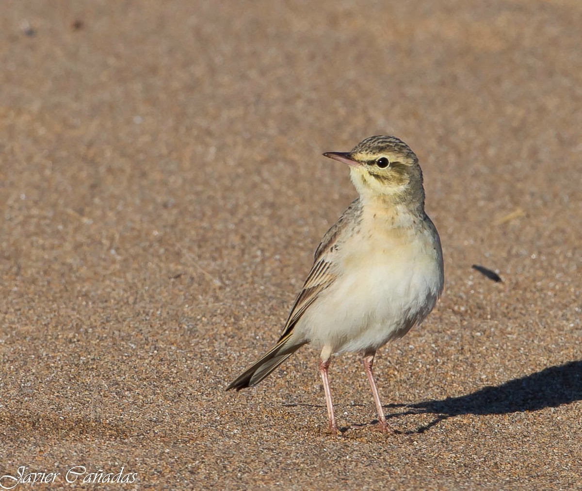 Tawny Pipit - ML636662658