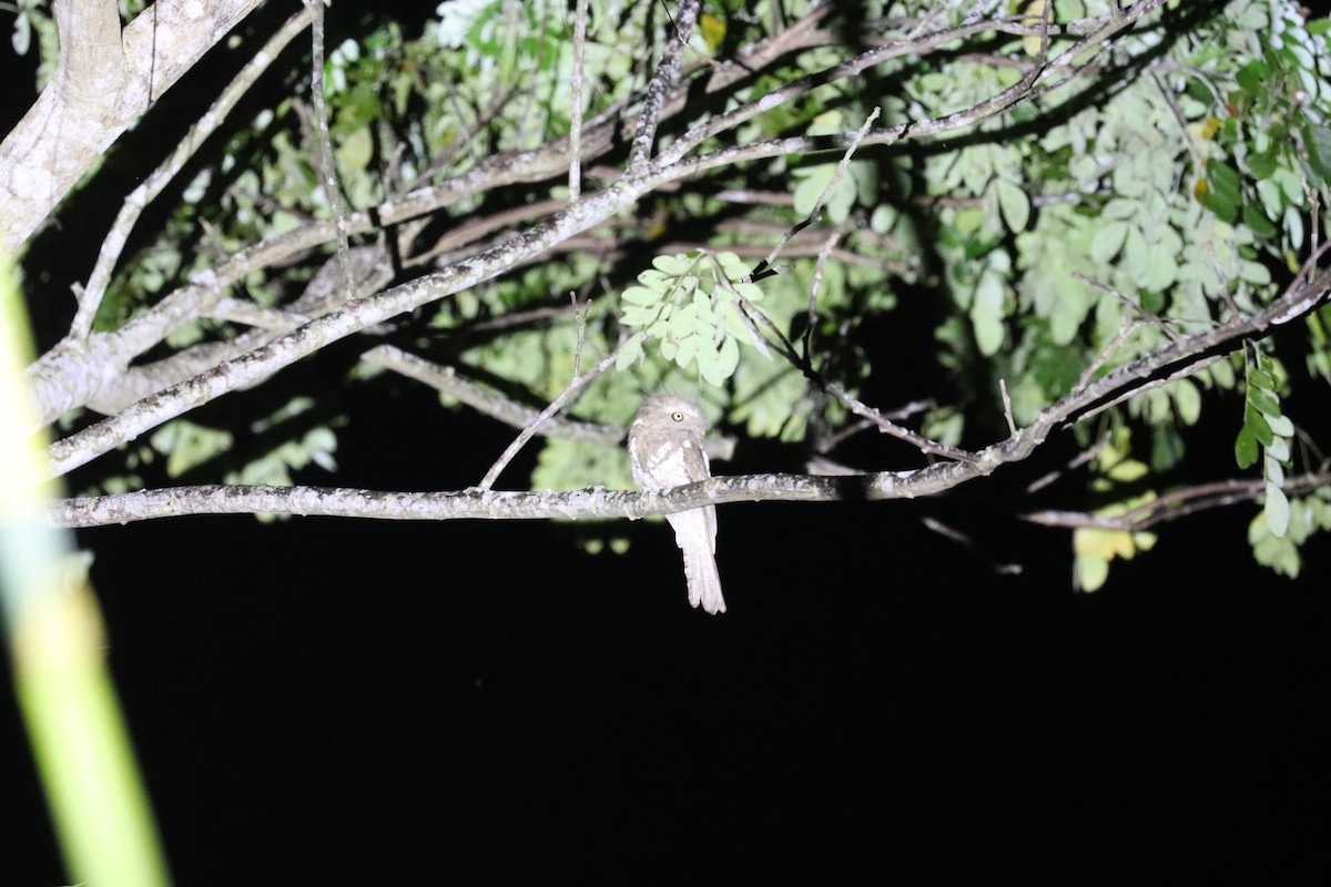 Palawan Frogmouth - ML636662668