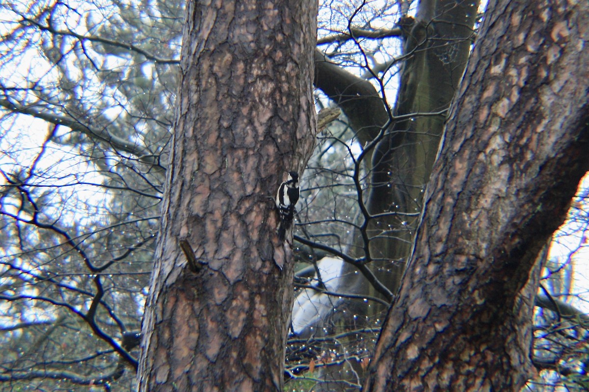 Great Spotted Woodpecker - ML636662692