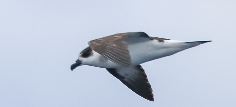 Black-capped Petrel - ML636662697