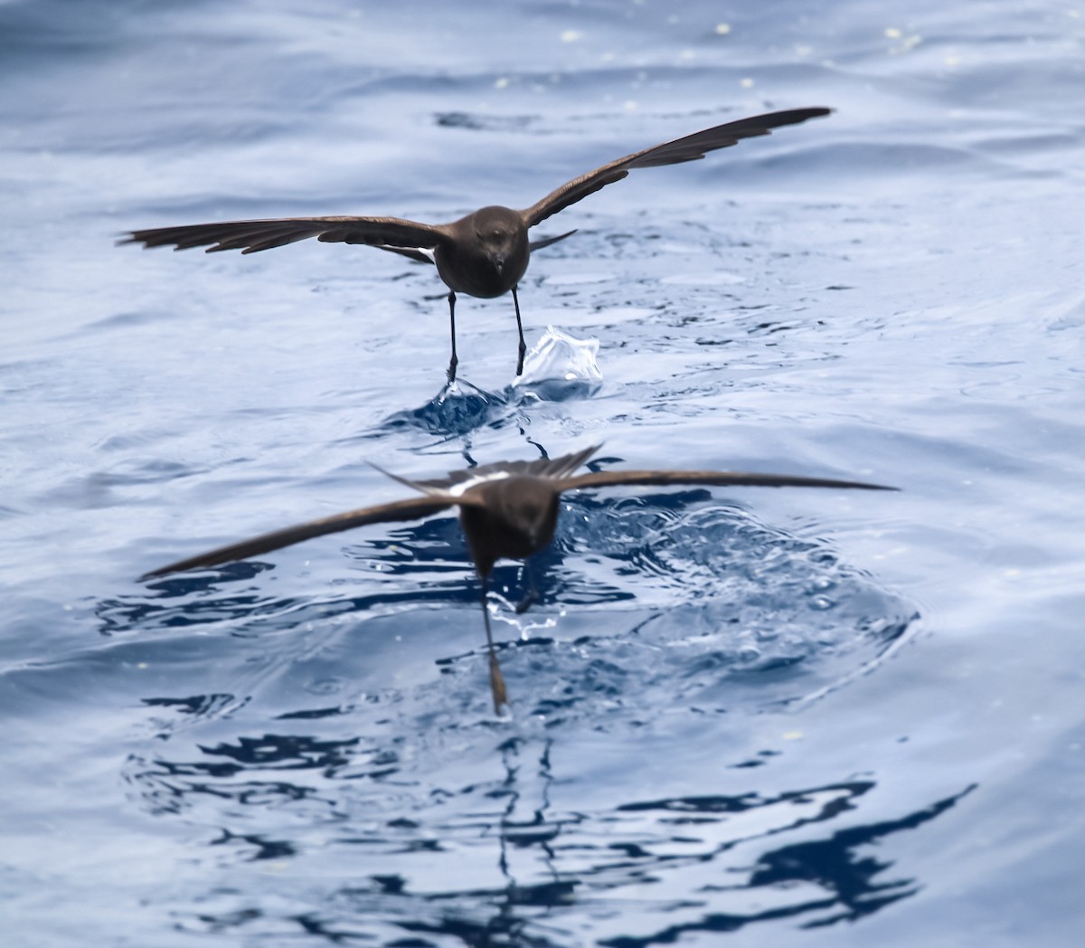 Wilson's Storm-Petrel - ML636662724