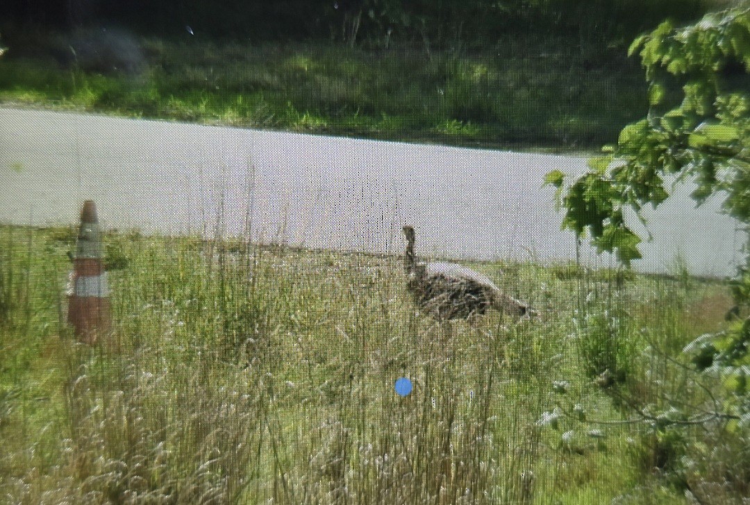 Wild Turkey - ML636662753