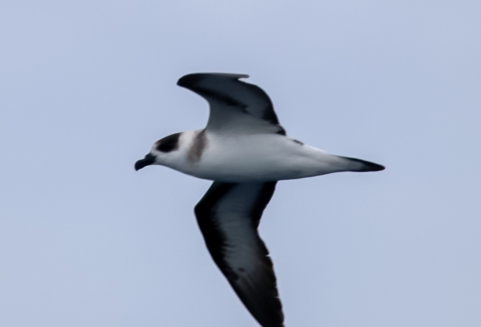 Black-capped Petrel - ML636662756