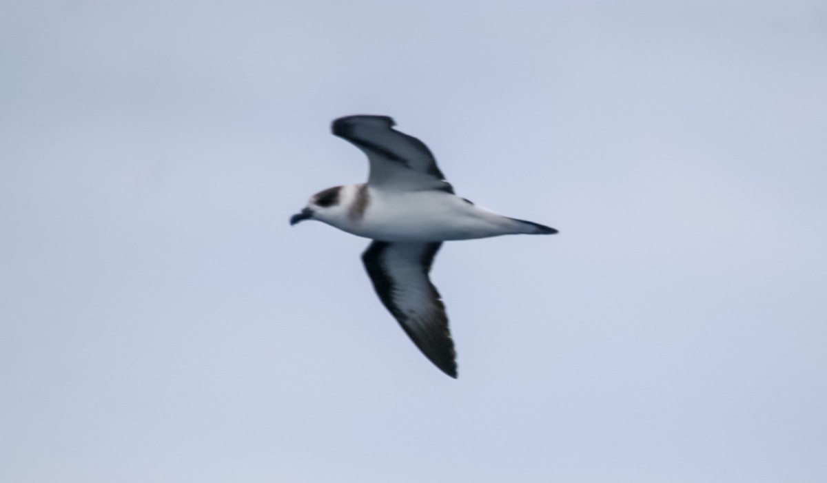 Black-capped Petrel - ML636662766