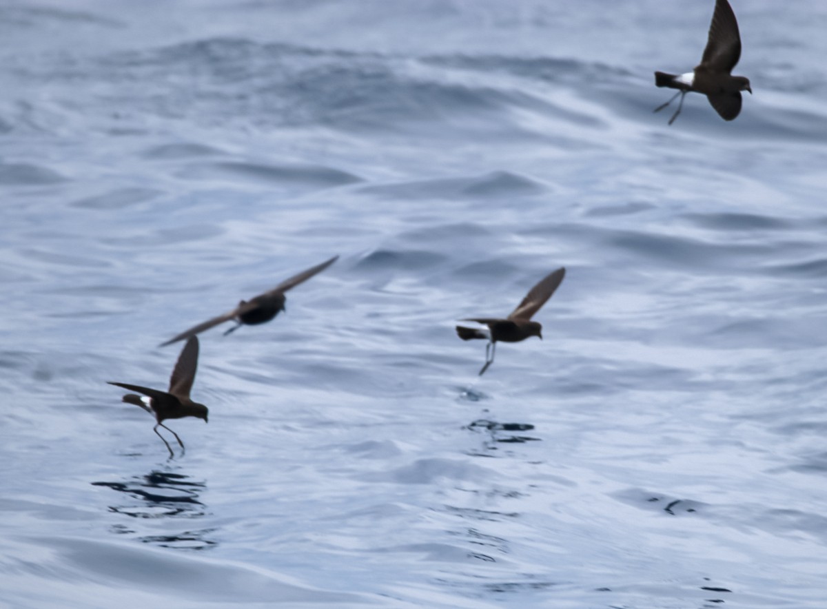 Wilson's Storm-Petrel - ML636662793