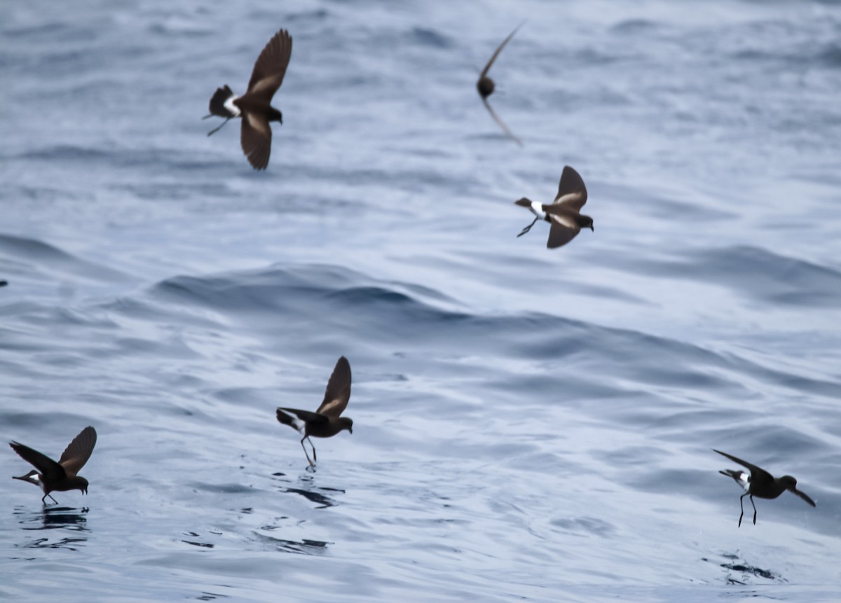 Wilson's Storm-Petrel - ML636662794
