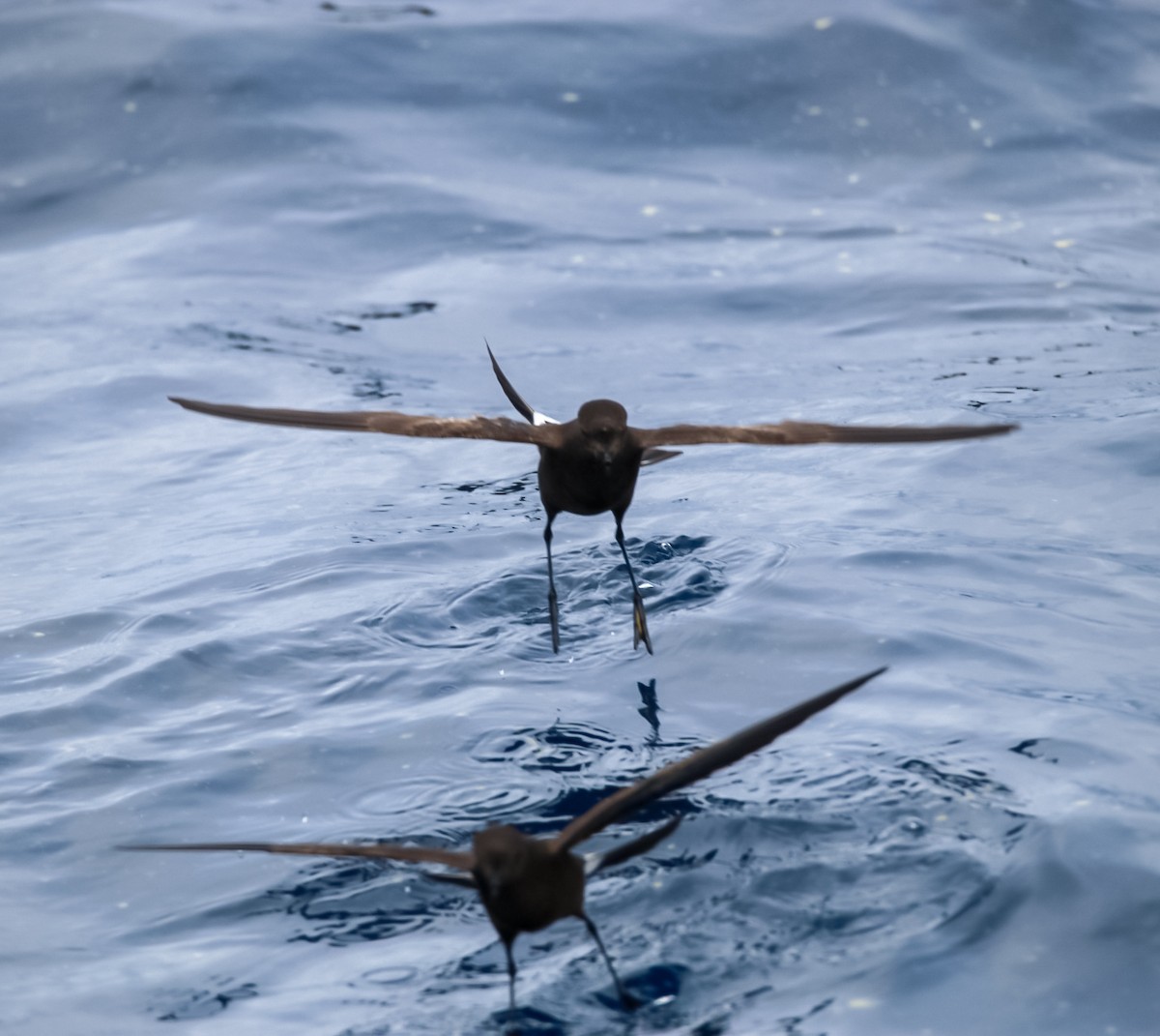 Wilson's Storm-Petrel - ML636662795