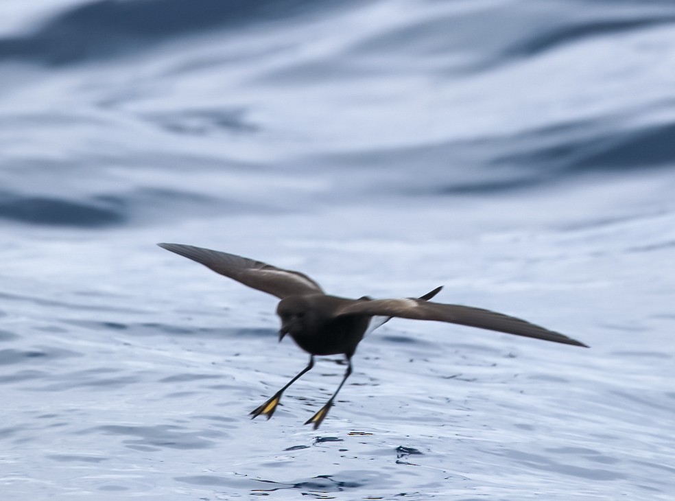 Wilson's Storm-Petrel - ML636662796