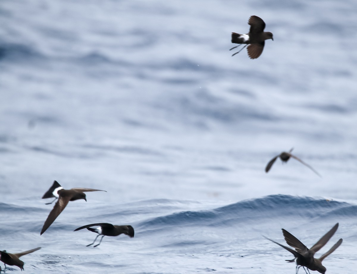 Wilson's Storm-Petrel - ML636662797
