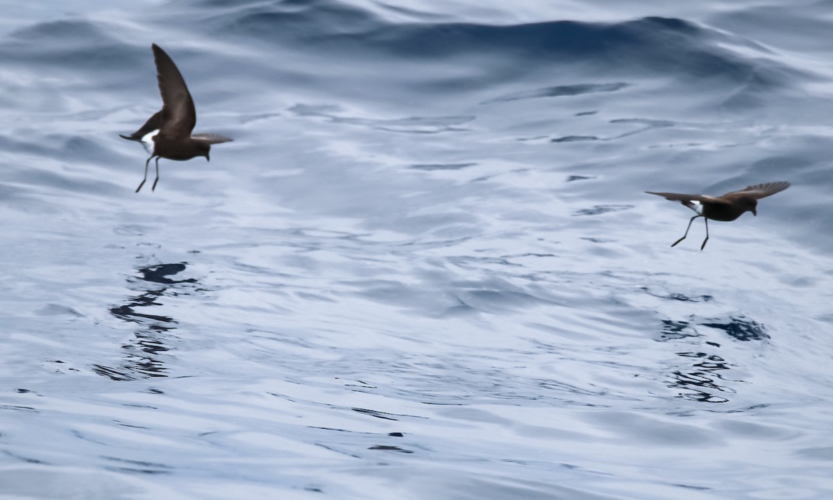 Wilson's Storm-Petrel - ML636662798