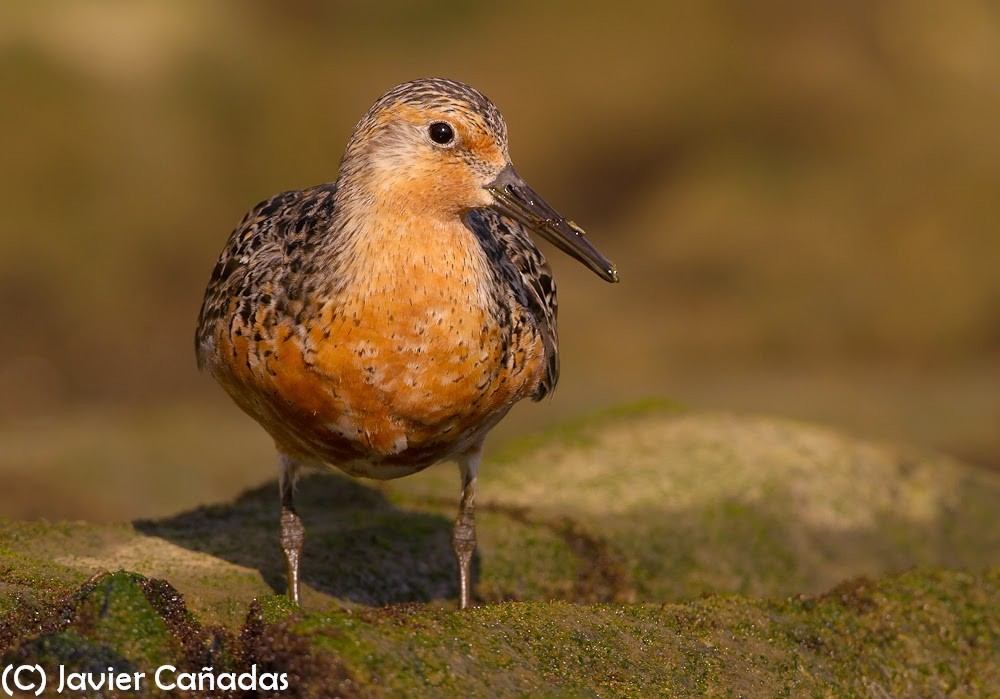 Red Knot - ML636662824