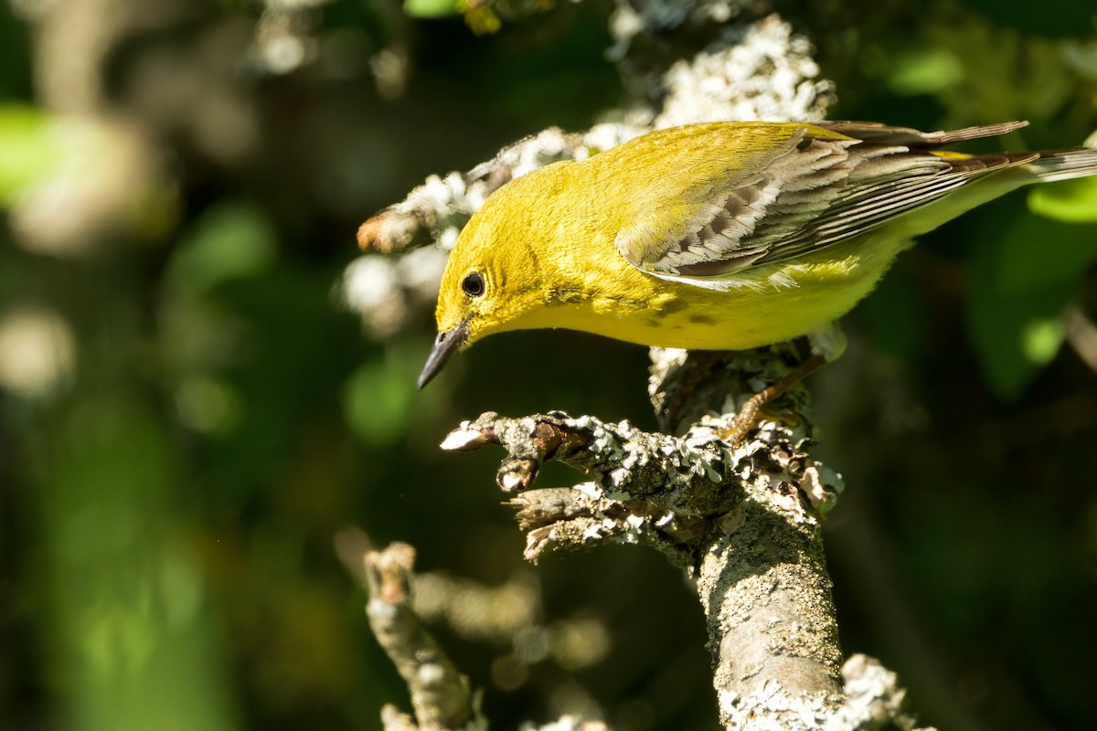 Pine Warbler - ML636662901