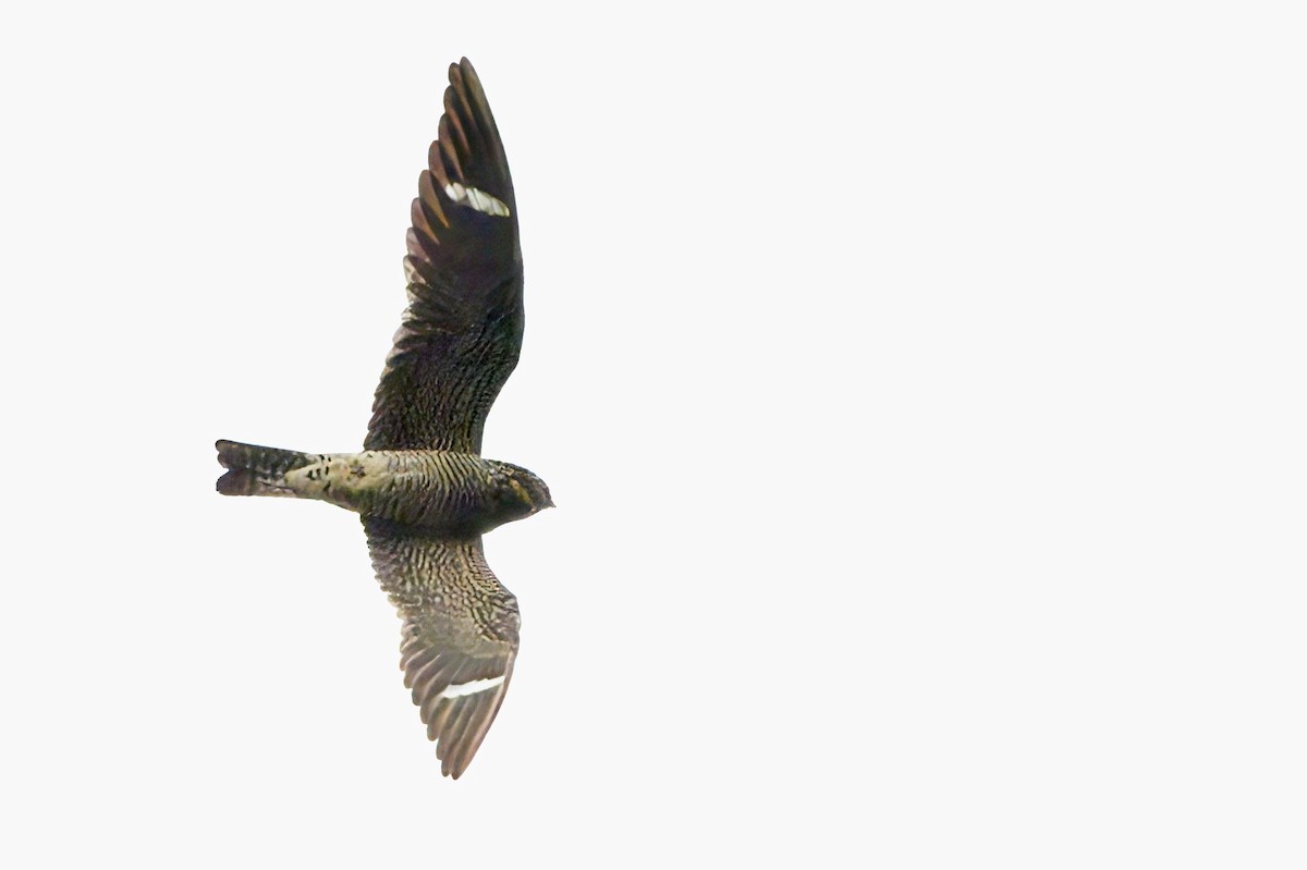 Common Nighthawk - ML636662971