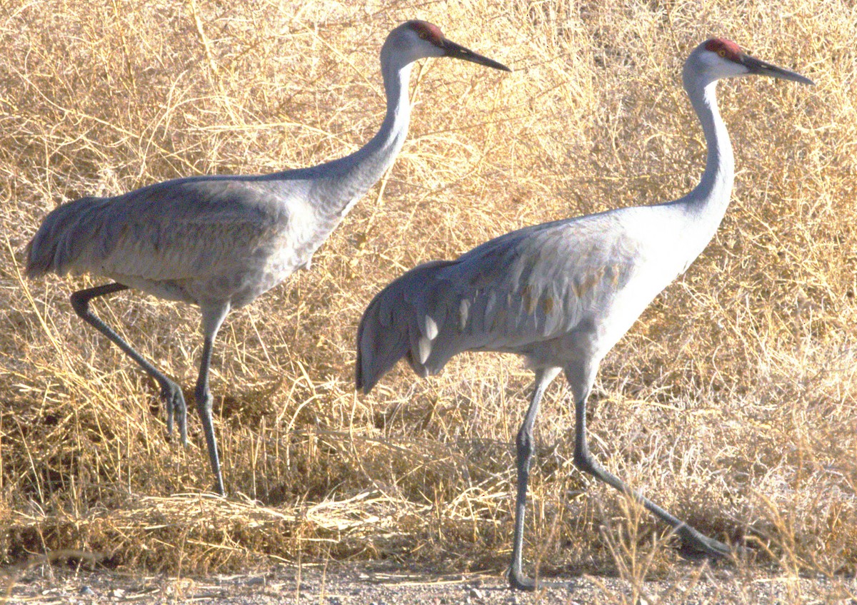 Kanadakranich - ML636663035