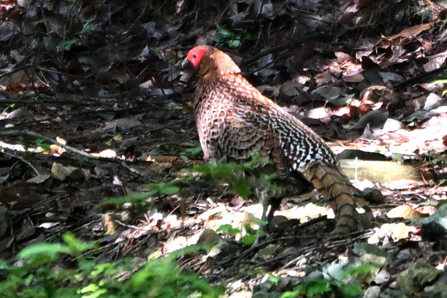 Copper Pheasant - ML636663087