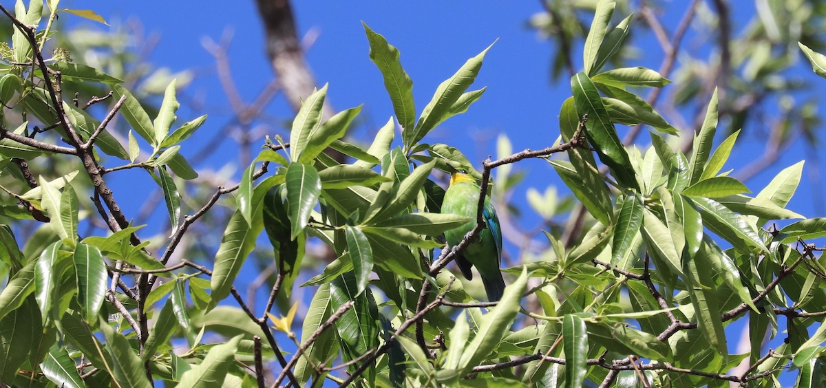 Yellow-throated Leafbird - ML636663190