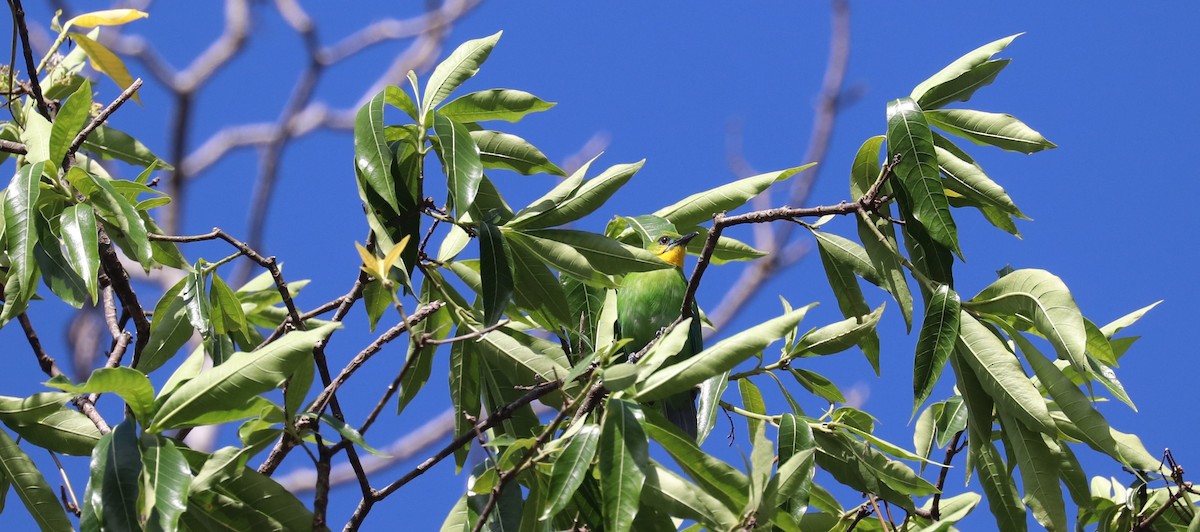 Yellow-throated Leafbird - ML636663234