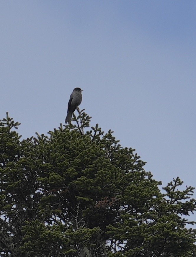 Sichuan Jay - ML636663242