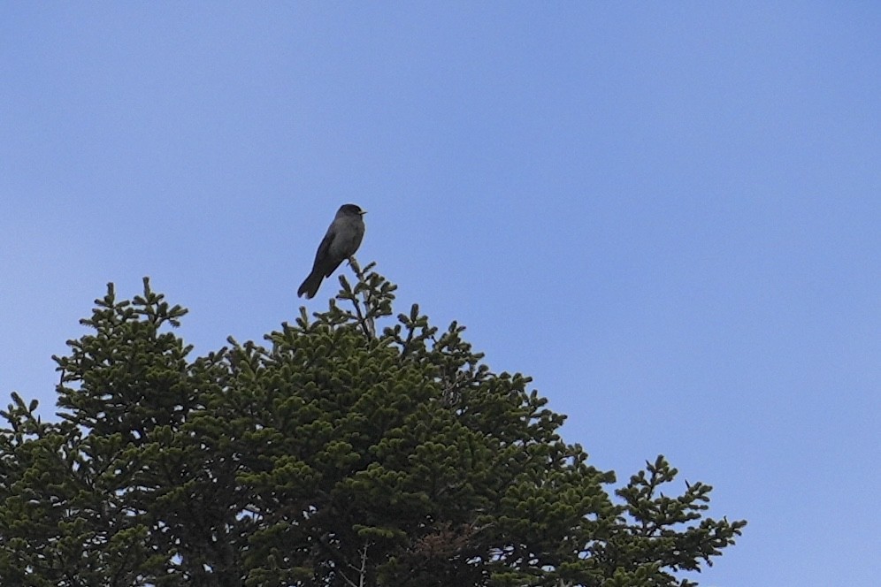 Sichuan Jay - ML636663243