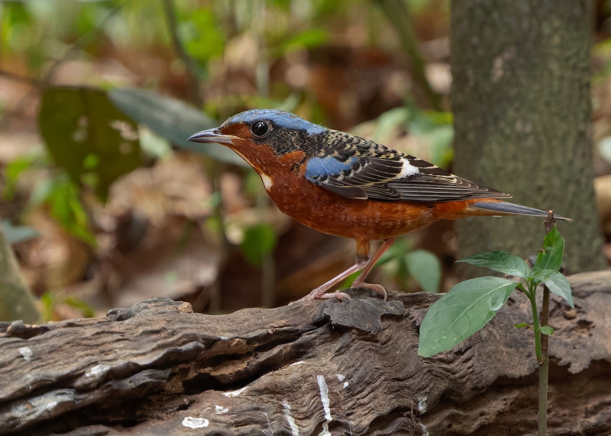 White-throated Rock-Thrush - ML636663246