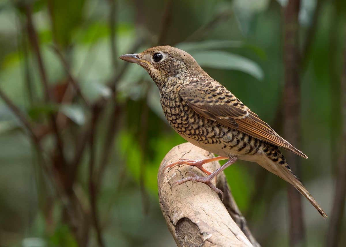 White-throated Rock-Thrush - ML636663247