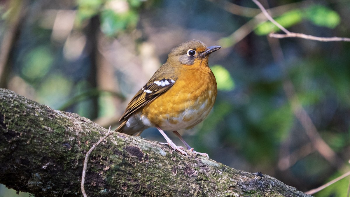 Orange Ground-Thrush - ML636663379