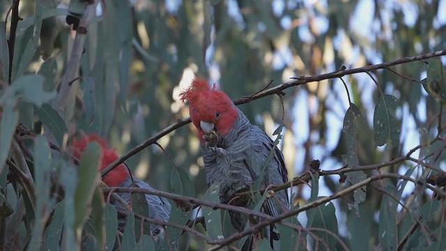 Gang-gang Cockatoo - ML636663516