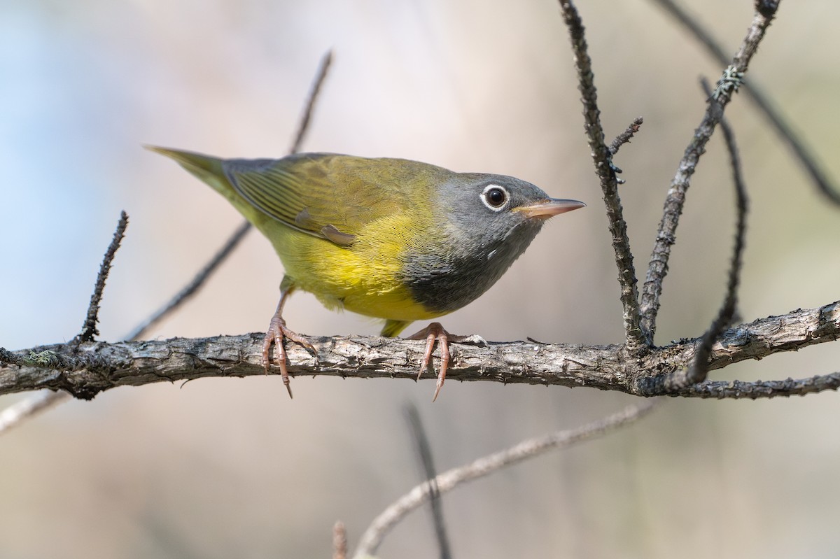 Connecticut Warbler - ML636663522