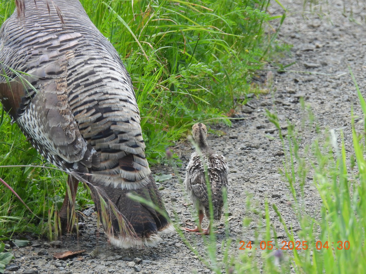 Wild Turkey - ML636663582