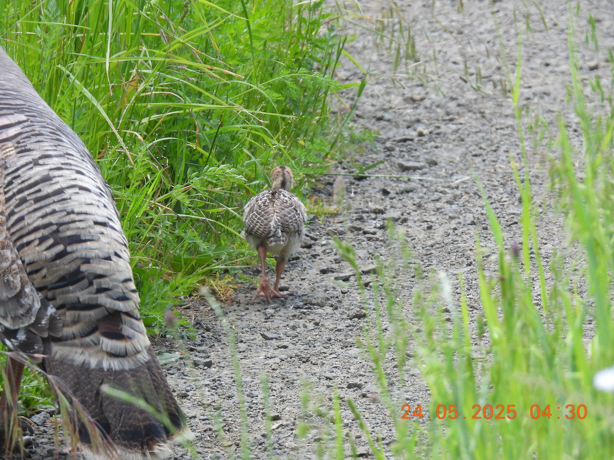 Wild Turkey - ML636663583