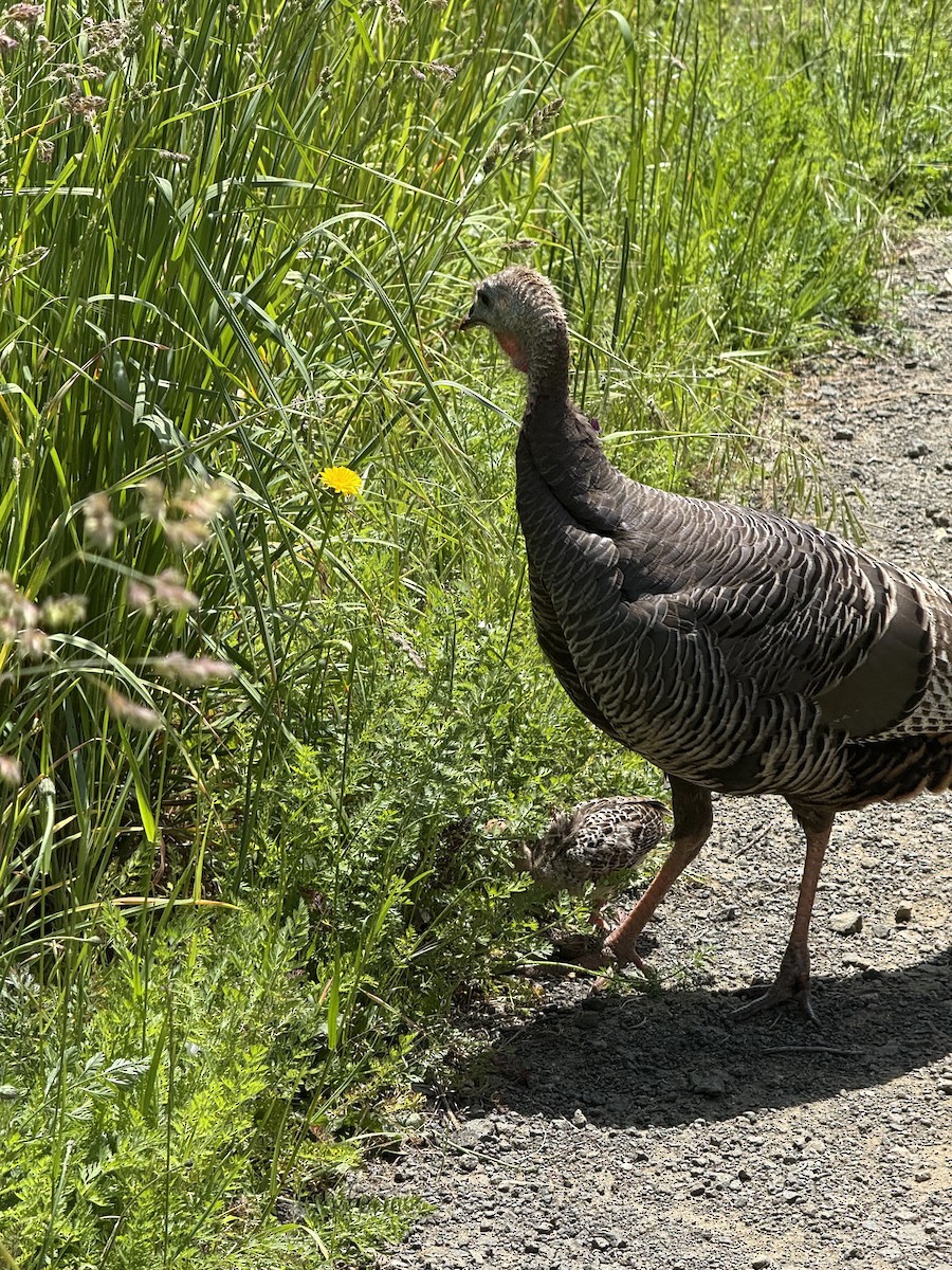 Wild Turkey - ML636663584
