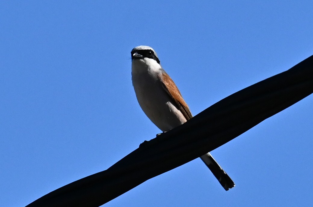 ťuhýk obecný - ML636663597