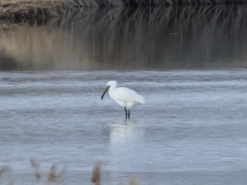 ヘラサギ - ML636663606