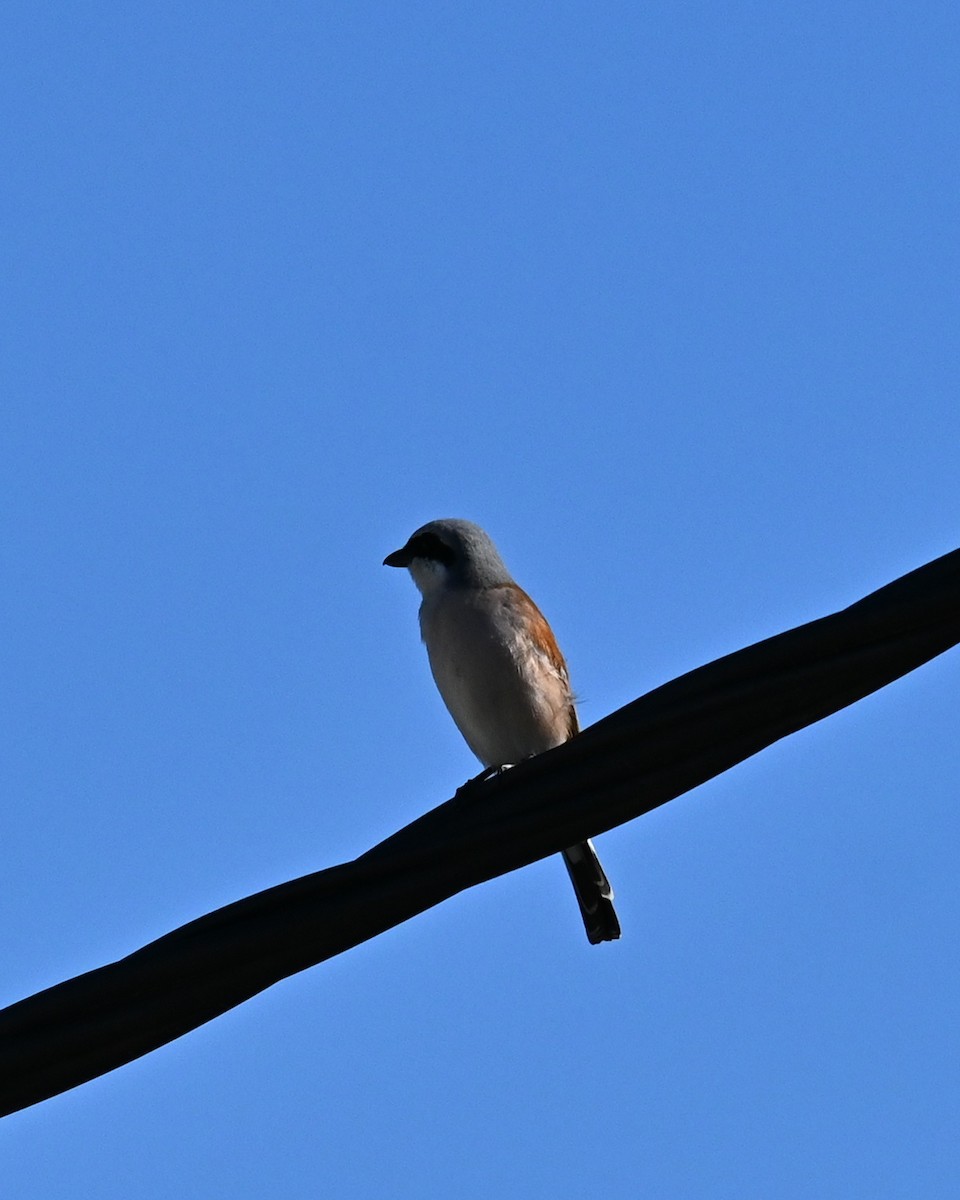 ťuhýk obecný - ML636663612