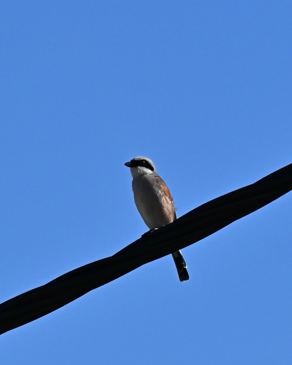 ťuhýk obecný - ML636663613