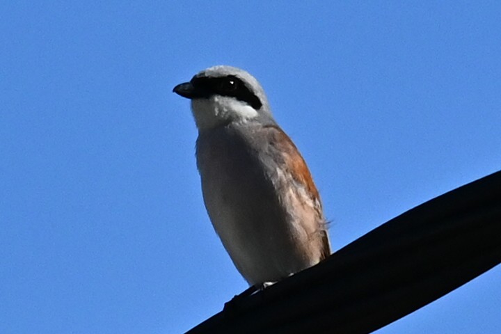 ťuhýk obecný - ML636663624