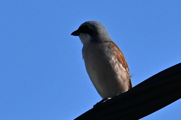 ťuhýk obecný - ML636663625