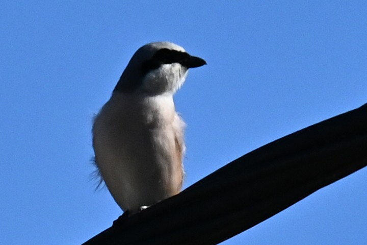 ťuhýk obecný - ML636663626