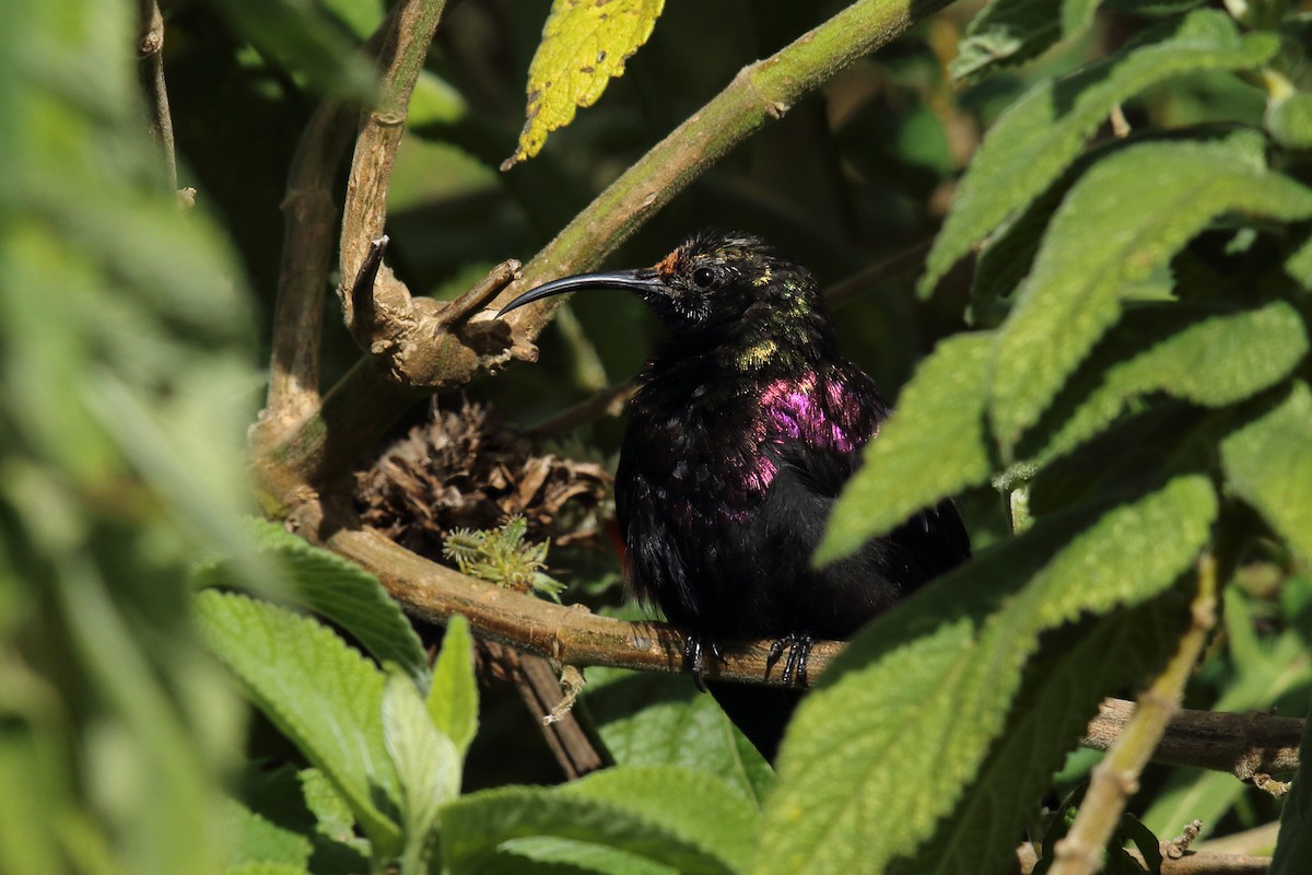 Tacazze Sunbird - ML636663680