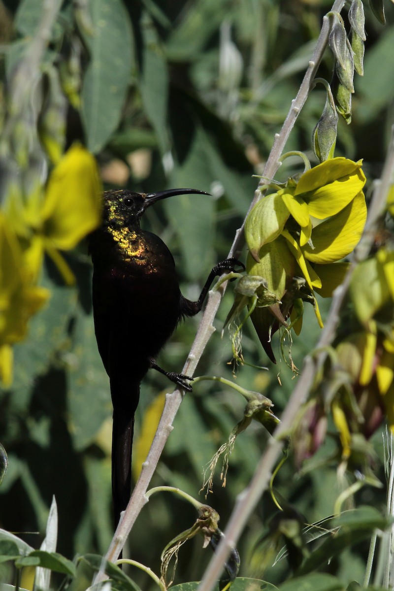 Bronze Sunbird - ML636663687