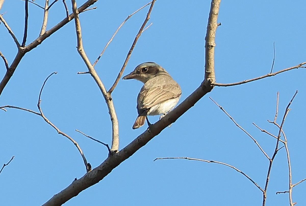 Common Woodshrike - ML636663762