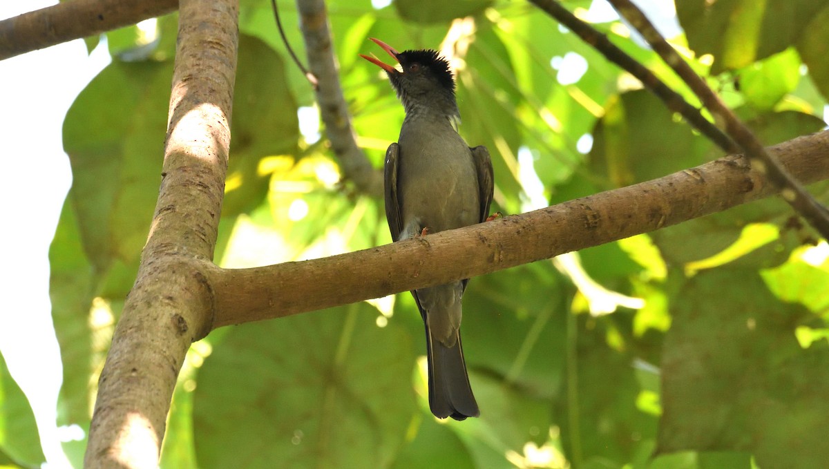 Square-tailed Bulbul - ML636663763
