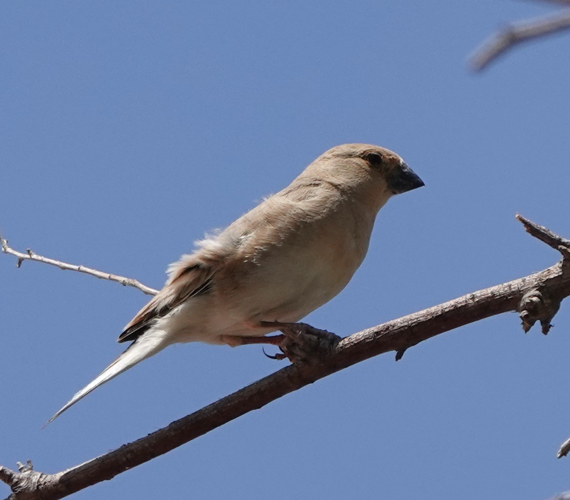 Desert Finch - ML636663775