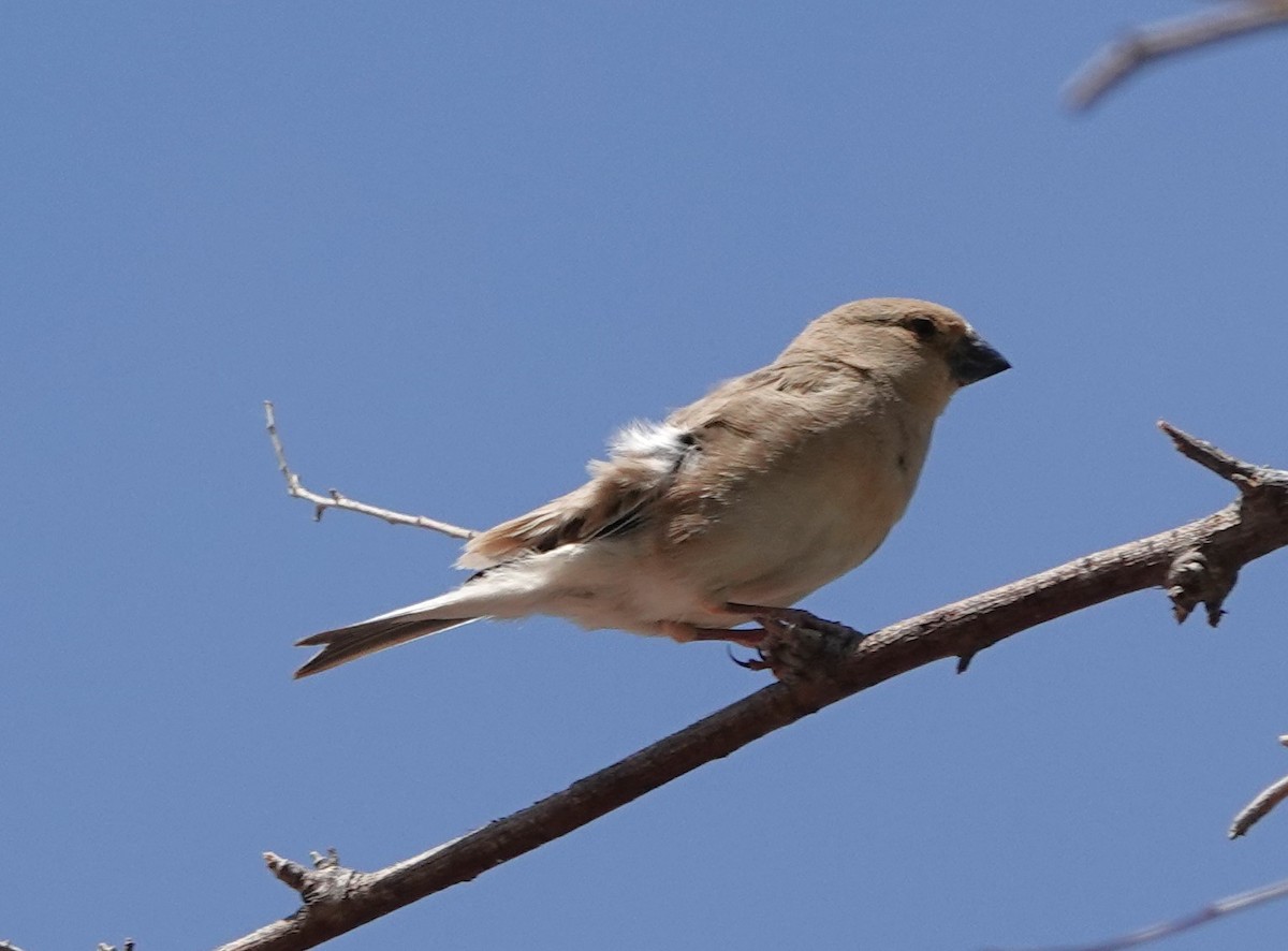 Desert Finch - ML636663777
