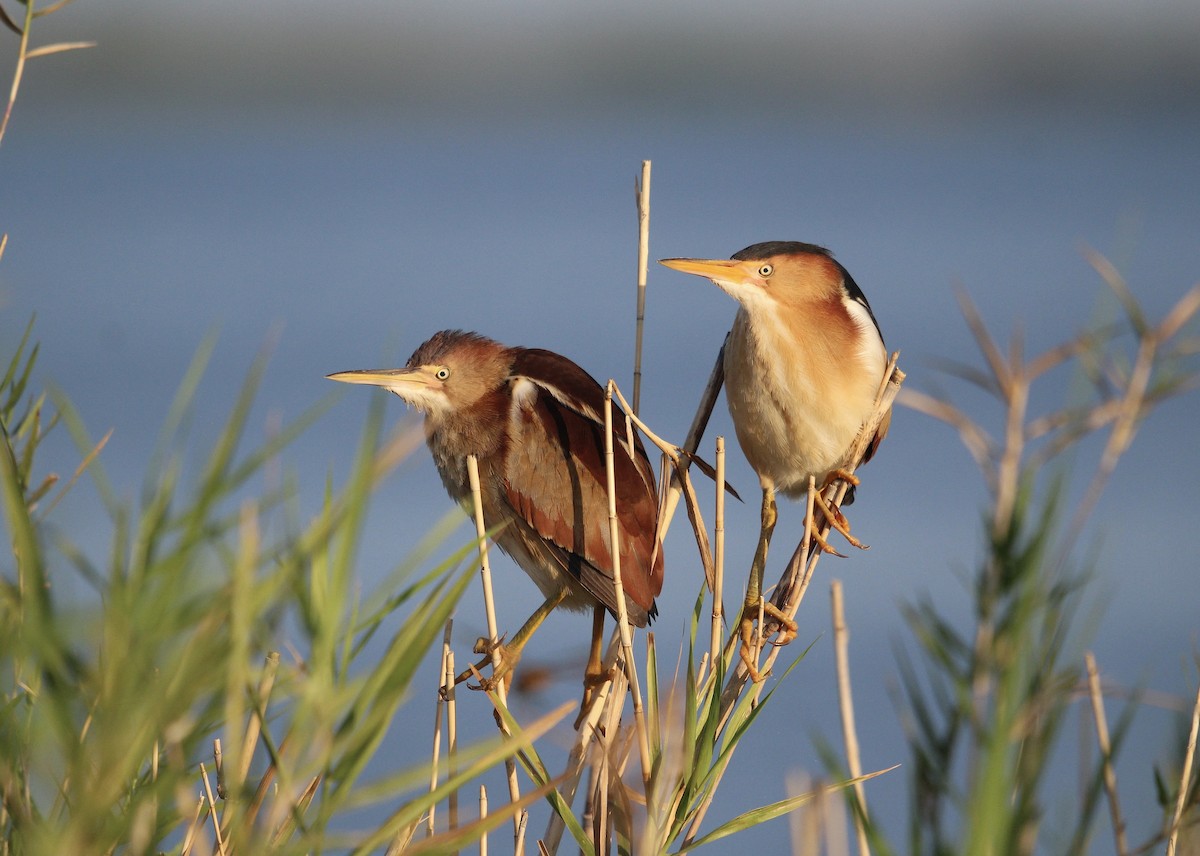 Least Bittern - ML636663849