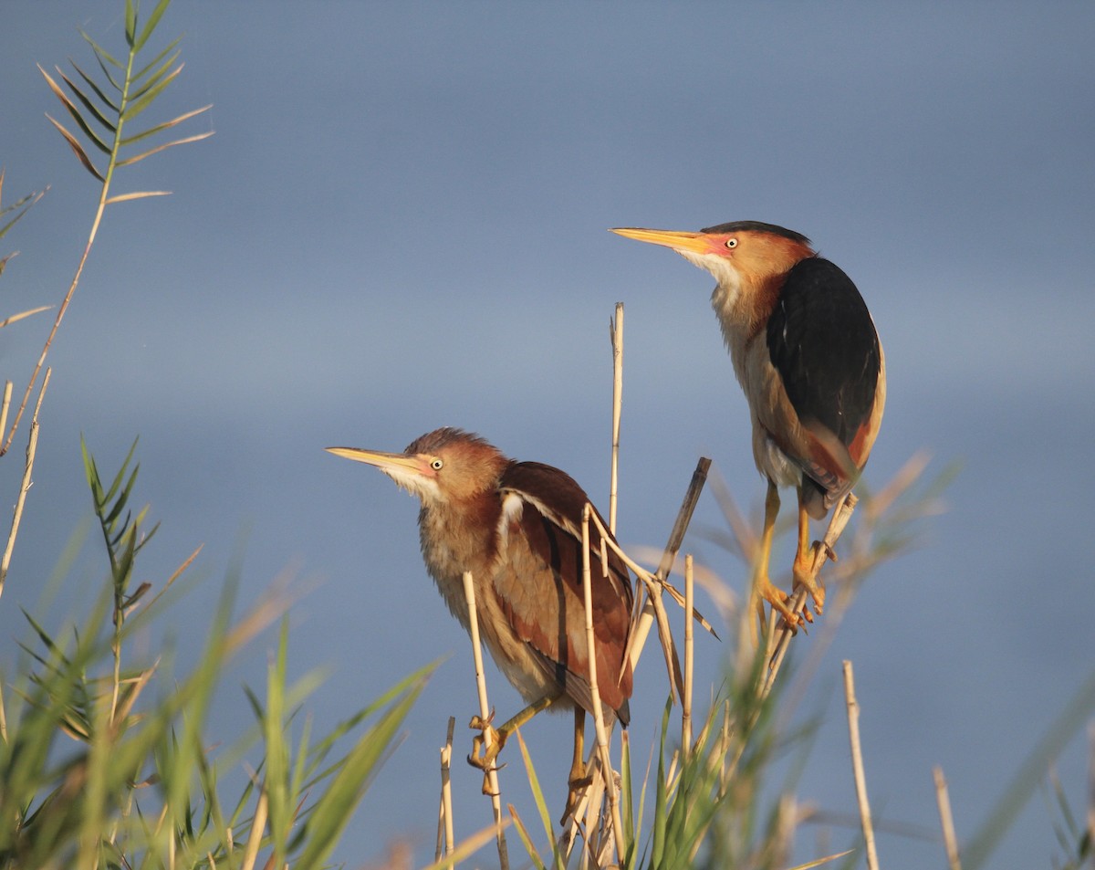 Least Bittern - ML636663851