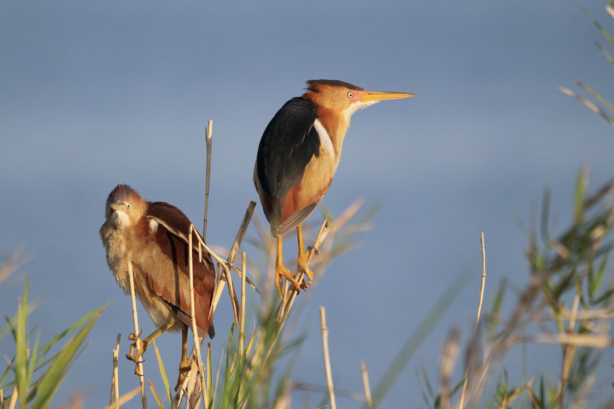 Least Bittern - ML636663852